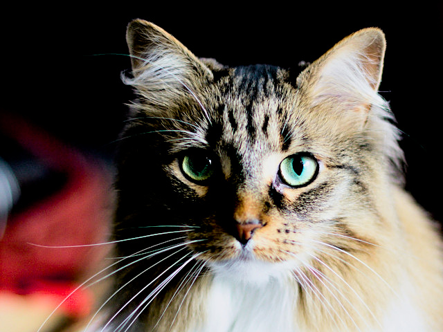 Photo of our cat Aphrodite