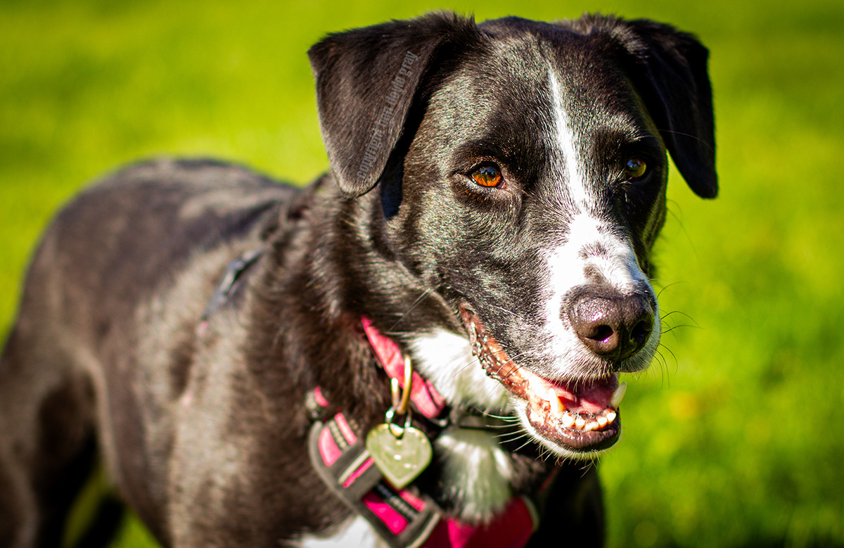 A dog looking off camera at something that has caught his attention
