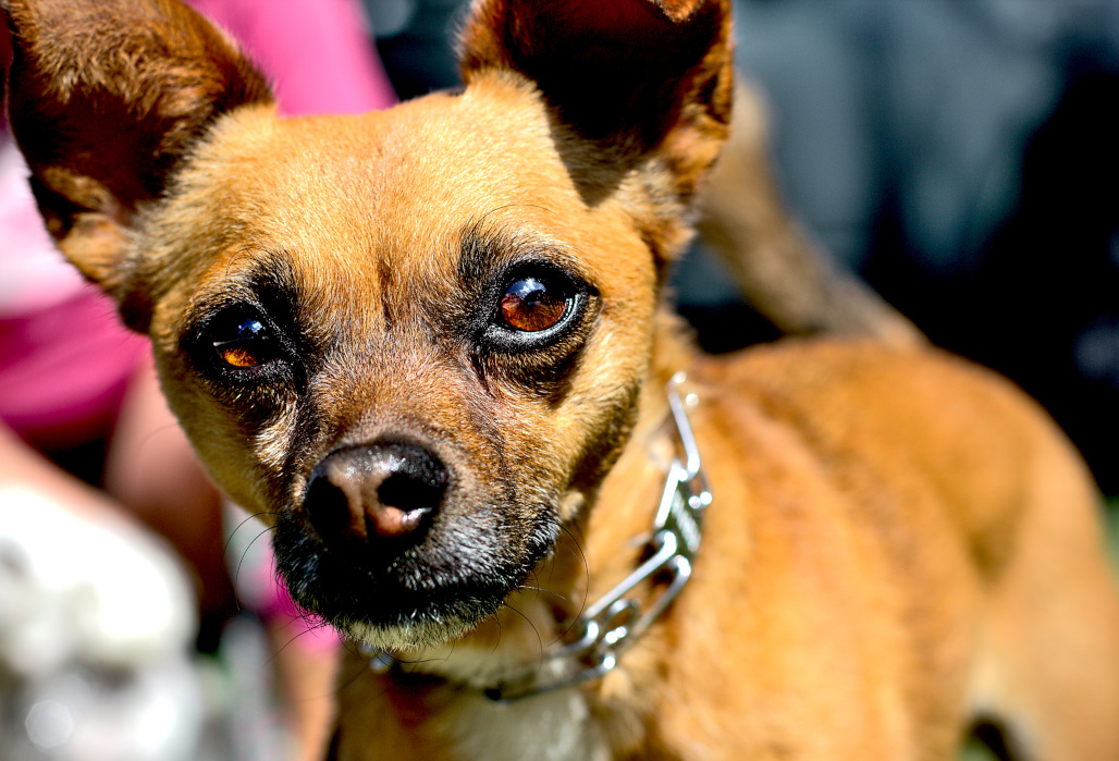A chihuahua sitting upright and looking directly at the camera