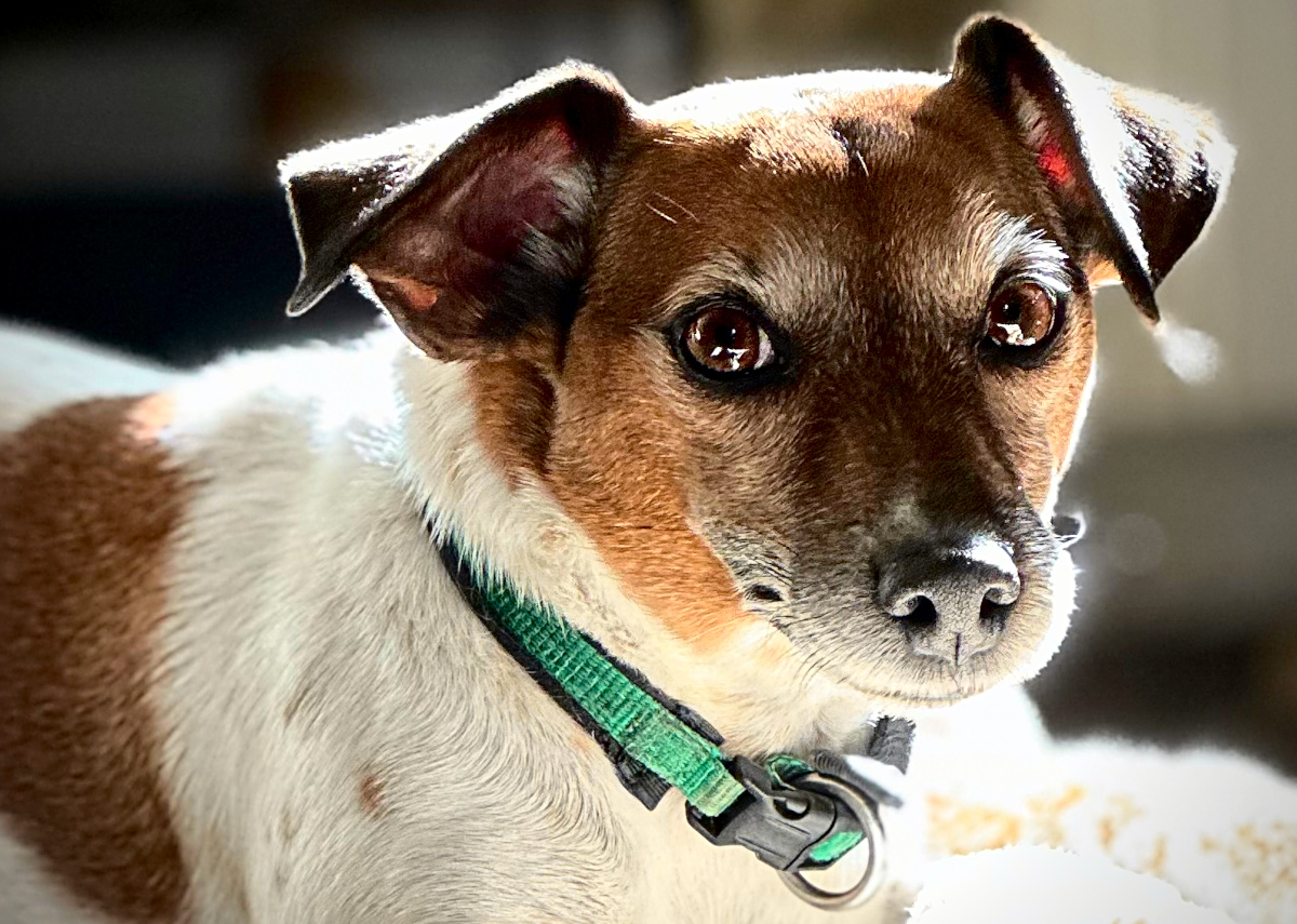 A Jack Russell terrier lying stretched out with his chin on the floor