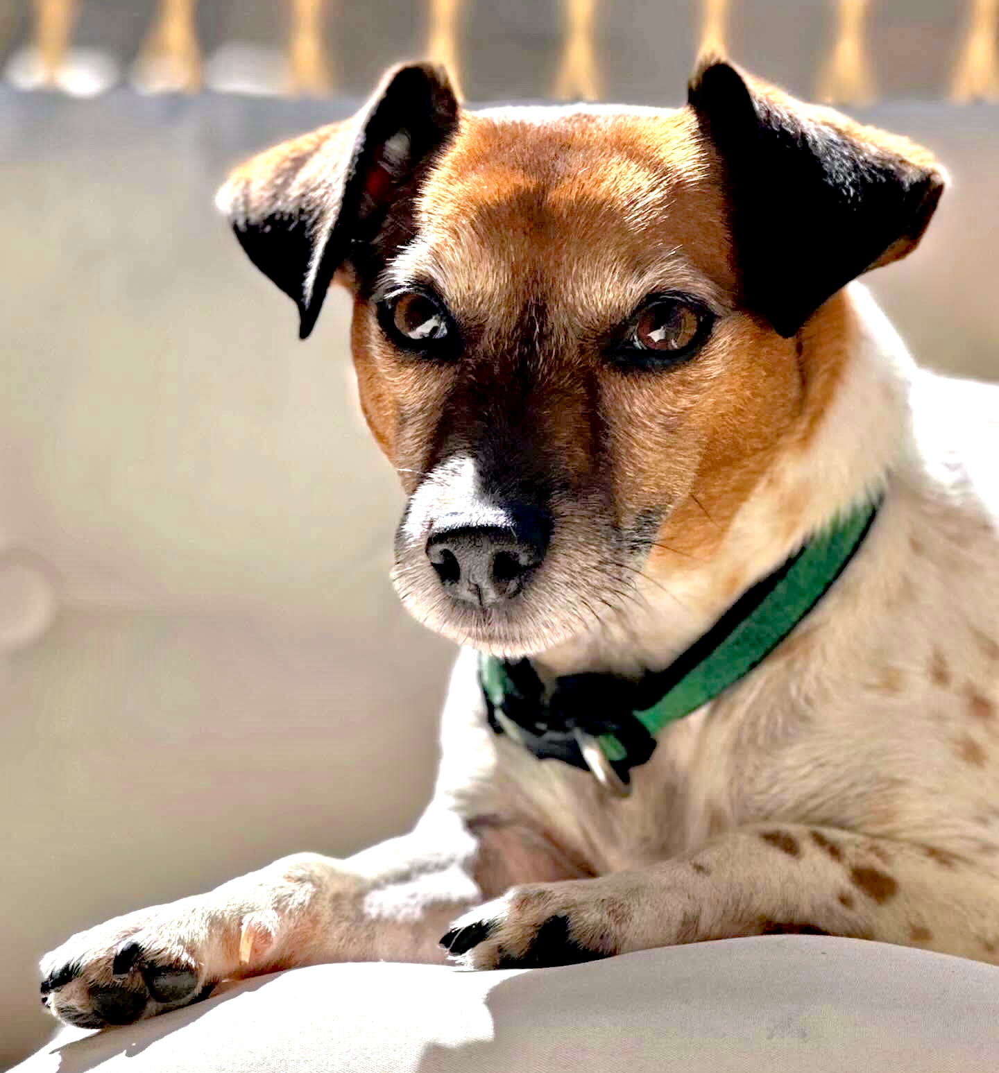 Photo of my friend's Jack Russel