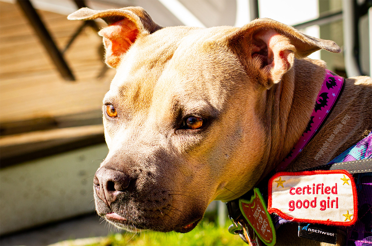 A dog looking at something off-camera, with a slightly interested expression