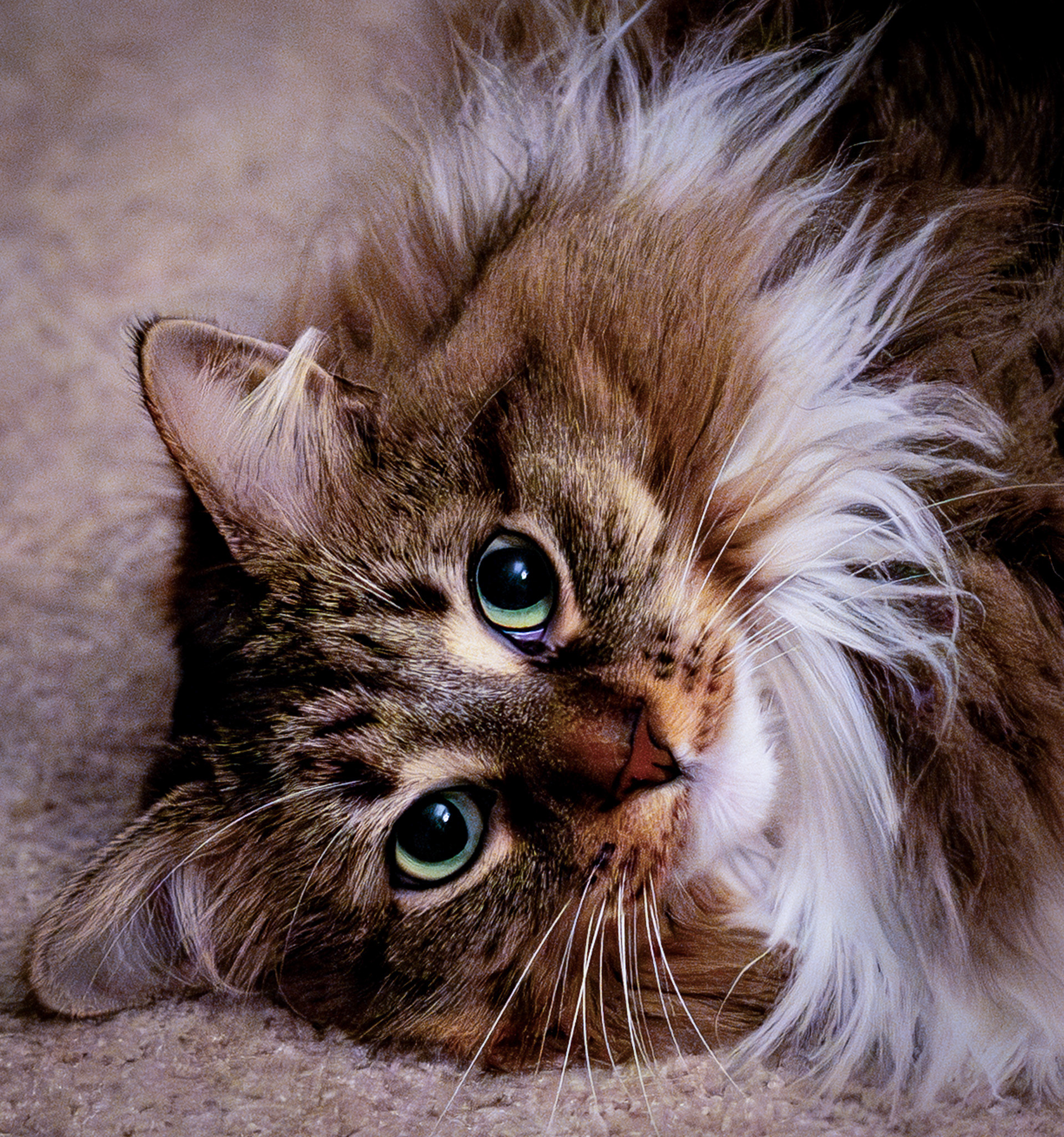 Aphrodite. EF50mm f/1.4 USM. f2.8. 1/256. ISO20k.