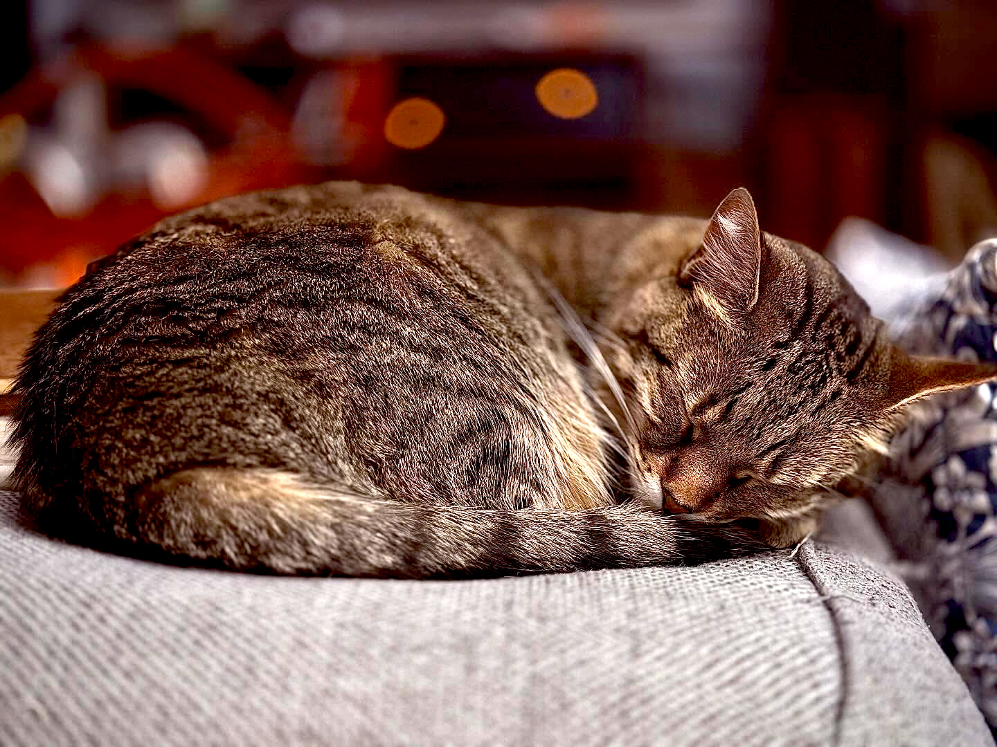 Our cat Loki taking a nap
