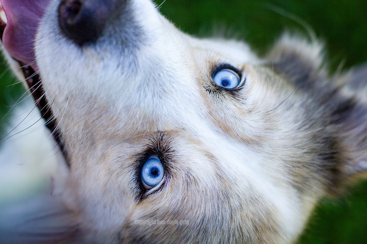 A dog looking up at the camera with a loving expression