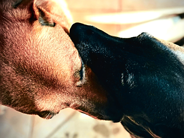 Photo of my two dogs
