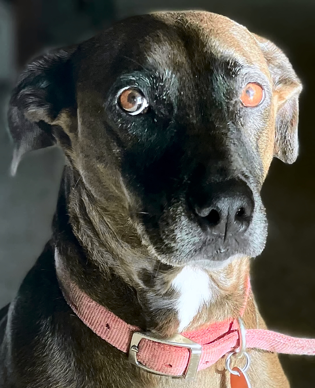 Photo of my dog Maggie